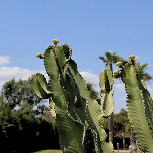5* Resort Cortijo Media Legua